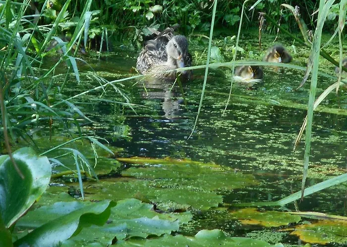 Bed & Breakfast Le Moulin De Monternault 3*